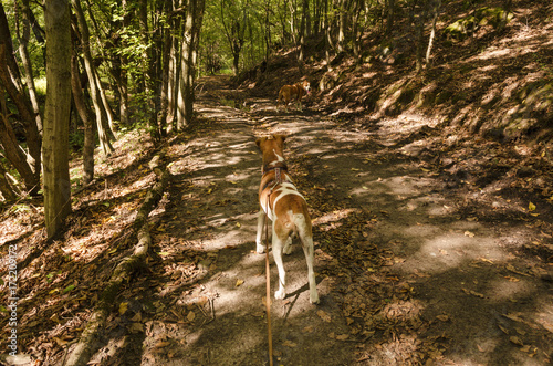 little fox terrier walking in nature