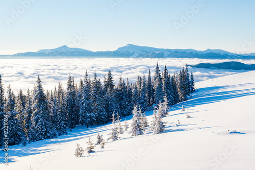 Majestic spruces glowing by sunlight. Location Carpathian, Ukraine, Europe.