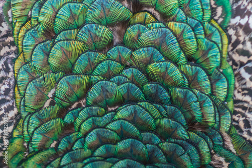 Fototapeta Naklejka Na Ścianę i Meble -  Turqoise ornament peacock close up feathers