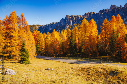 Magical yellow larches. Location place Dolomiti Alps  Cortina d Ampezzo  Italy  Europe.