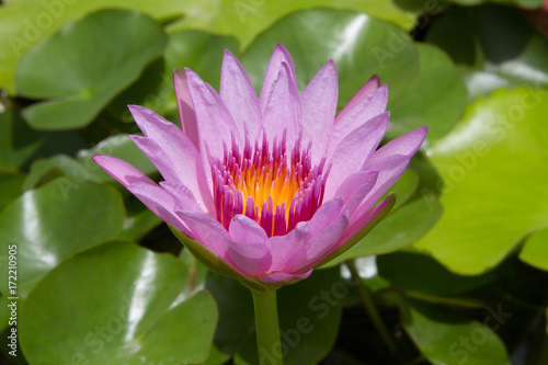 beautiful purple water lily bloom in the pond   lotus