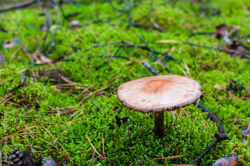 Red mushrooms on green litter