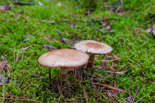 Red mushrooms on green litter