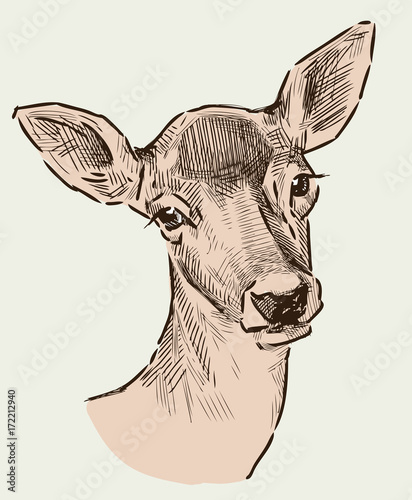 Portrait of a roe deer
