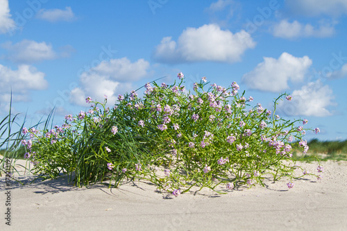 European searocket in the dunes under a blue sky with white clouds photo