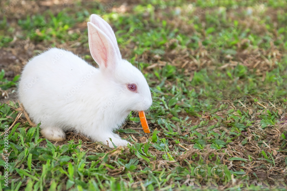 White rabbit eating carrots on grass White rabbit eating carrots on grass