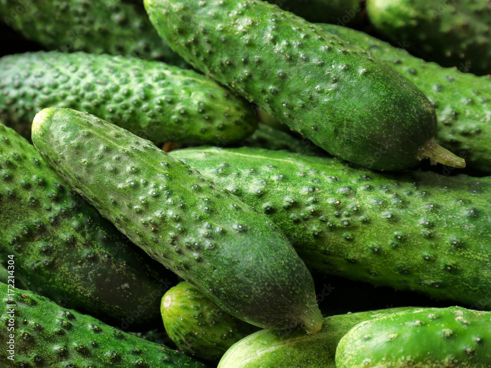 Many green fresh cucumbers as background Many green fresh cucumbers as background