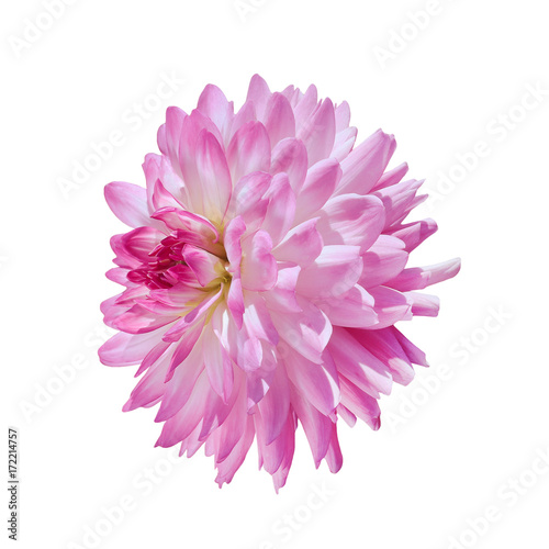 single pink dahlia