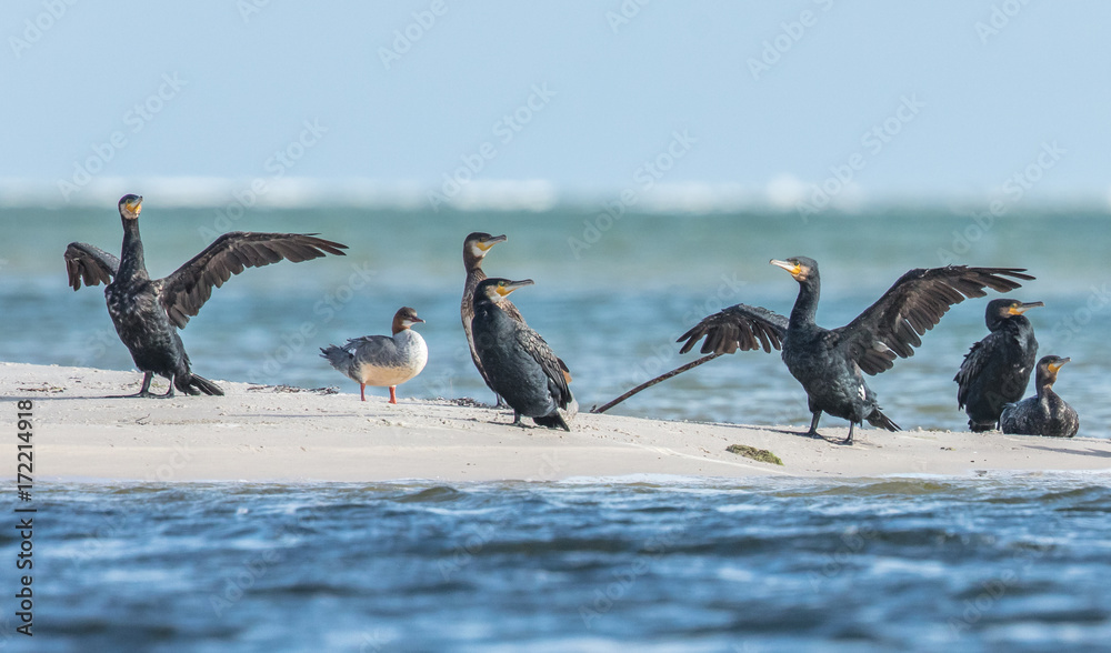 kormorane StockFoto Adobe Stock