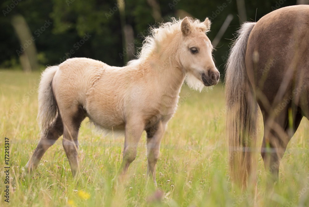 A little foal follows her mother. A little foal follows her mother.