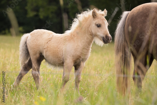 A little foal follows her mother.
