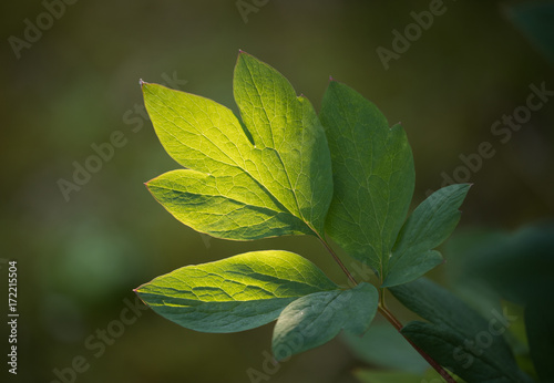 Green leaves from a bush with lover's heart