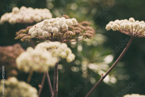Big cow parsley flowers at ...