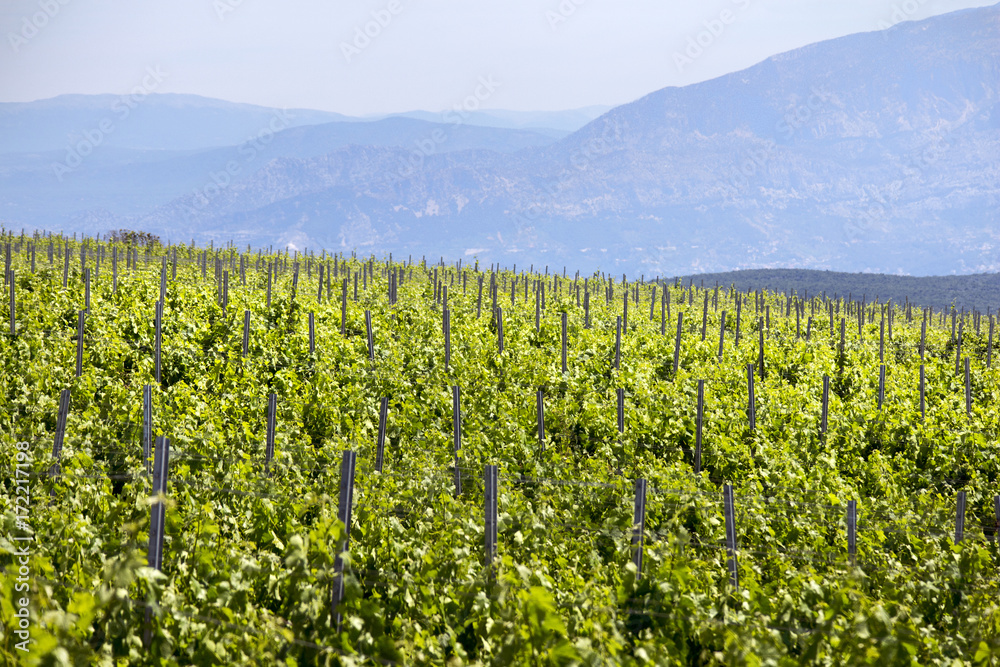 Green plantation of new vineyard on island Brac in Croatia