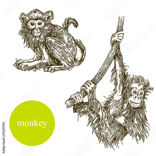 Set of monkey. Vector illustration.