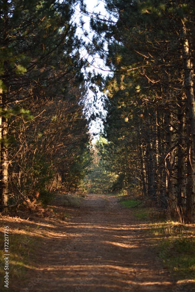 Fototapeta premium Path