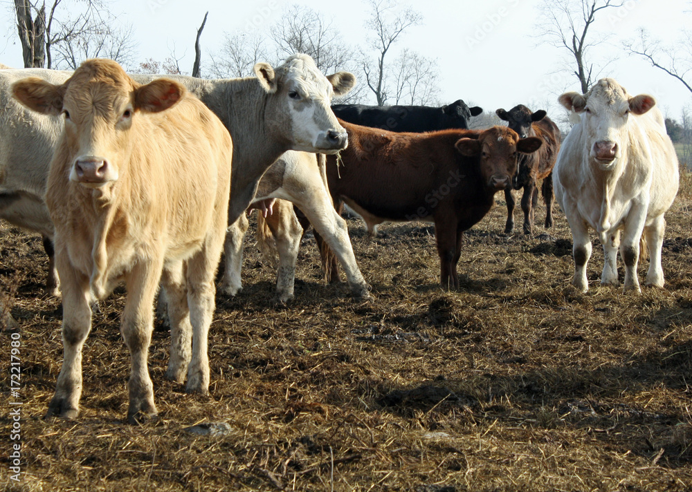 Cows in the Pasture