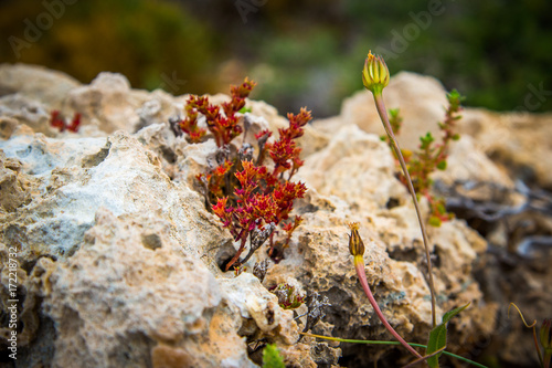 Red and brown moss on the stone. Turkey © khomlyak