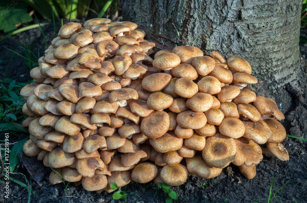 Wild forest and garden mushrooms known as honey mushrooms. Wild forest and garden mushrooms known as honey mushrooms.