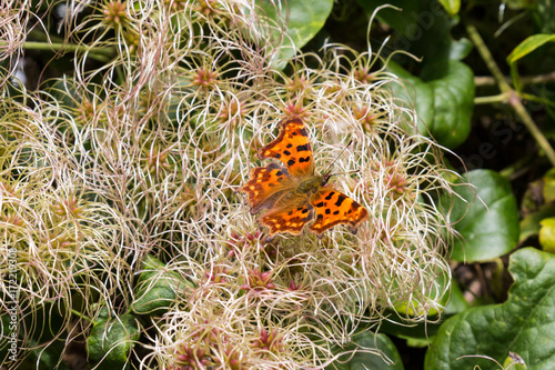 A Butterfly photo