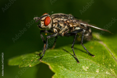 beautiful photo of a fly close up © Tsyb Oleh