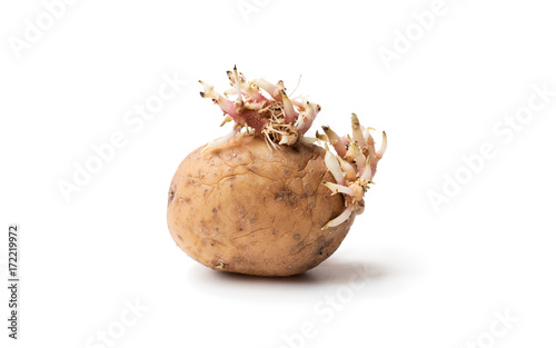 Old  potato with sprouts isolated on white