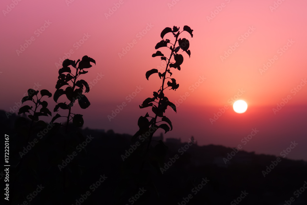 Closeup of plant silhouettes against the sunset sky
