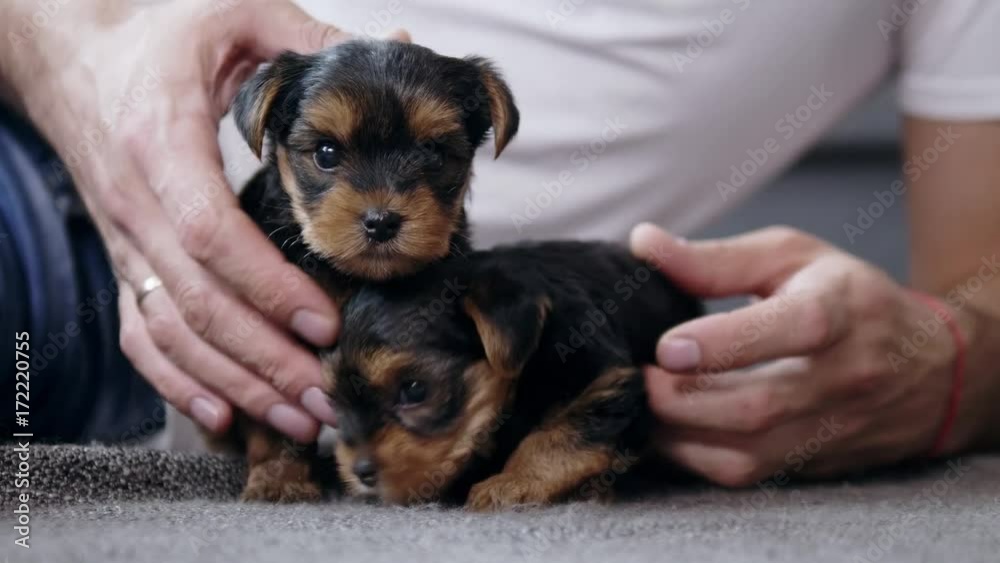 Little girl playing with yorkshire terrier puppies Little girl playing with yorkshire terrier puppies