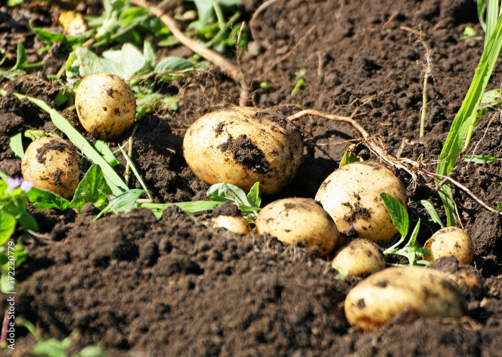 The tubers on the ground. The tubers on the ground.