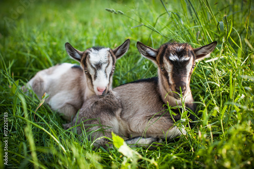 Fototapeta Naklejka Na Ścianę i Meble -  A beautiful photo of two little goats that lie together in grass