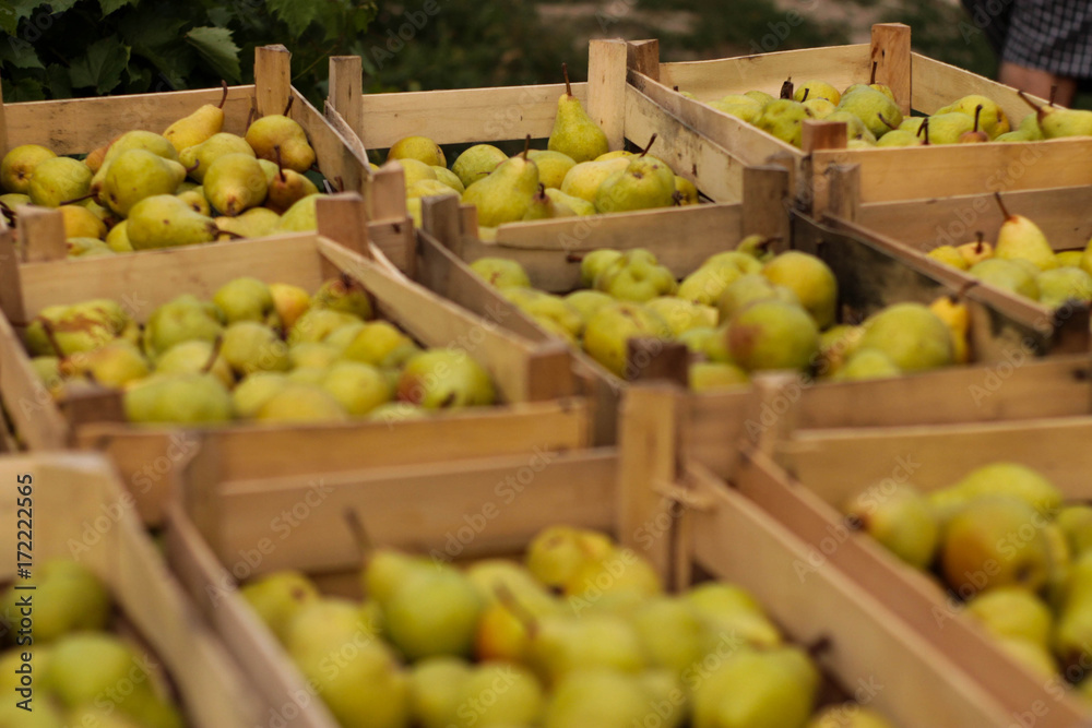 Pears for sale