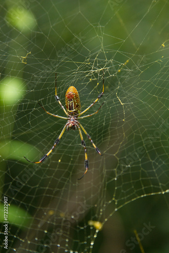 Golden Orb Spider with Web