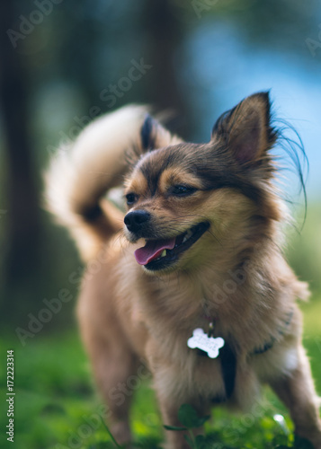 Cute Dog Pet