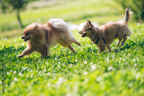 Cute Dog Pet
