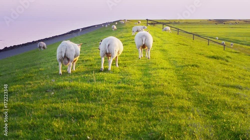 Half year old ram lambs maintain strength Dutch sea dike photo