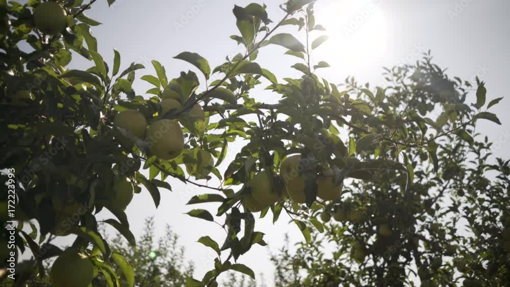 Tight shot focusing on some backlit golden delicious apples ripe on the tree in an orchard. Tight shot focusing on some backlit golden delicious apples ripe on the tree in an orchard.