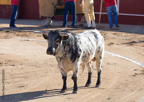 TORO DANDO LA ESPALDA AL CABALLO