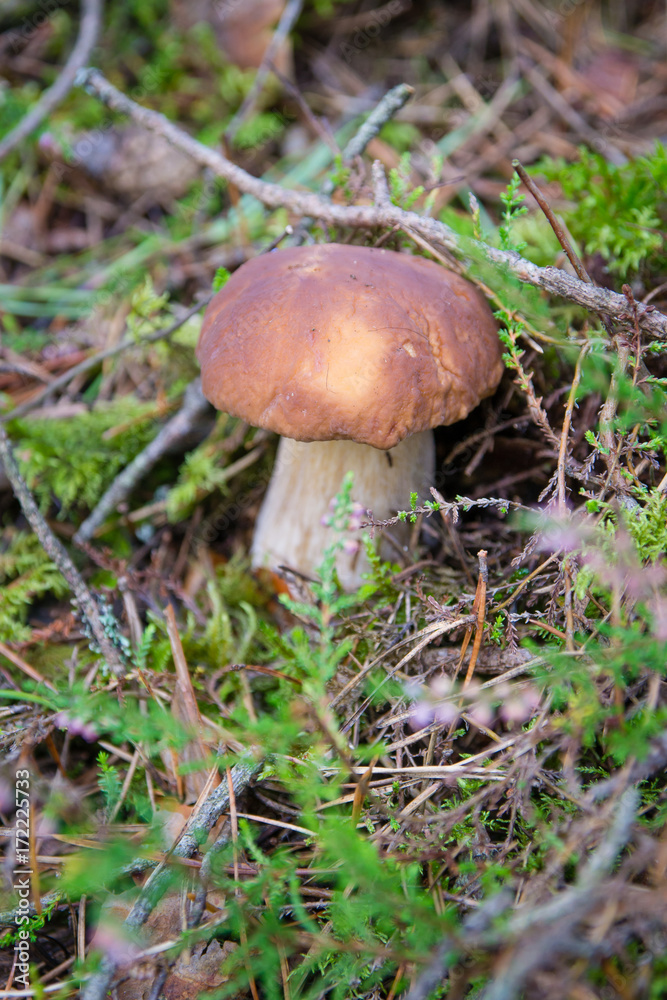The mushroom in the forest. Belarus The mushroom in the forest. Belarus