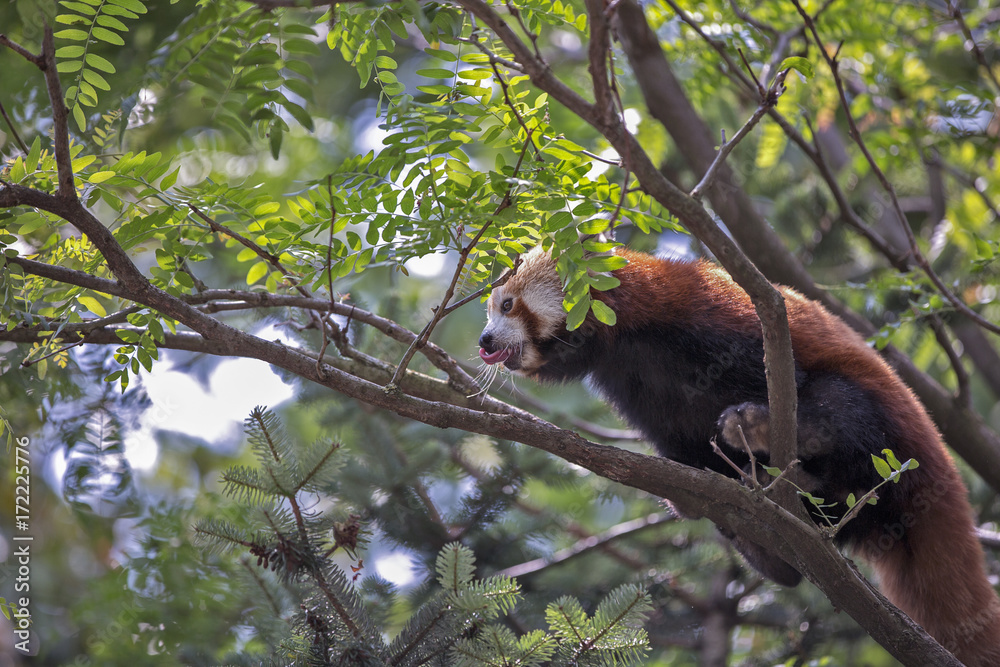 Fototapeta premium Panda rosso