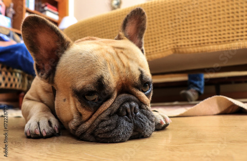 French bulldog dog lying on the floor © nvphoto