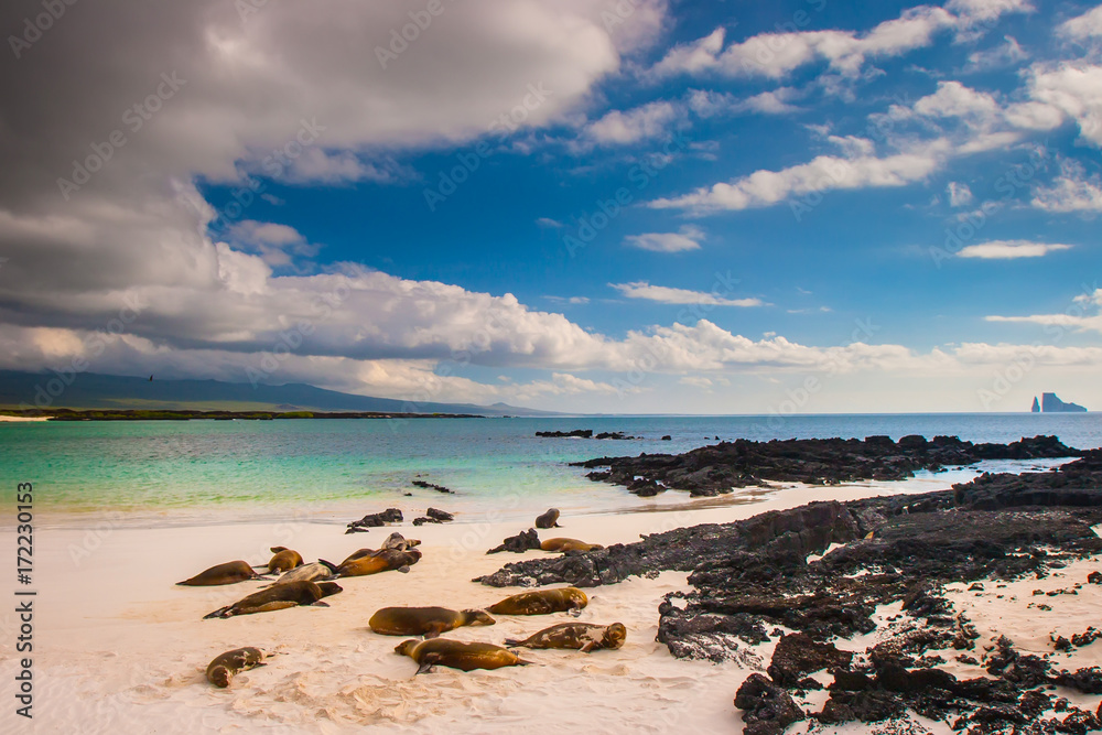 A rookery of fur seals. The Galapagos Islands. Ecuador. A rookery of fur seals. The Galapagos Islands. Ecuador.