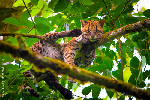 Oncilla. Wild cat. Ecuador.