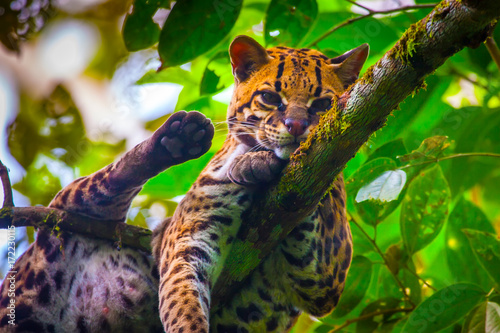 Oncilla. Wild cat. Ecuador. Wood cat.