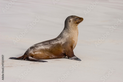 Seal on the beach. The Galapagos Islands. Ecuador.