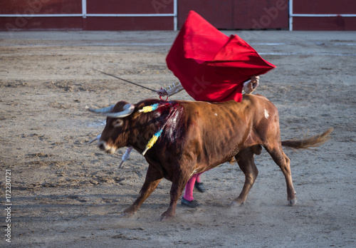 TORO Y TORERO BAILANDO photo