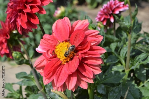 red dahlias