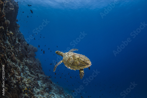 Obraz na plátně Sea Turtle Maldives