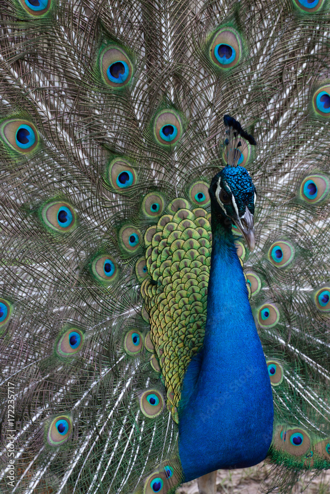 Obraz premium Peacock