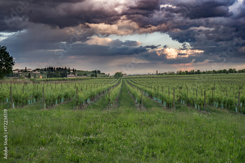 Vigneti della Valpolicella