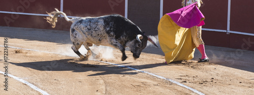 Obraz na plátně TORO Y TORERO BAILANDO